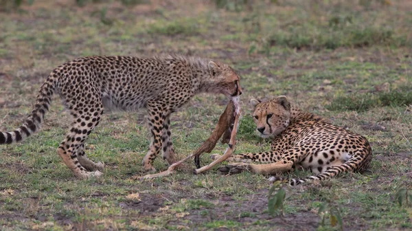 トムソンのガゼルで若いチーズハンティング それは野生動物の良い写真です 短い距離と優れた光で作られた写真 — ストック写真