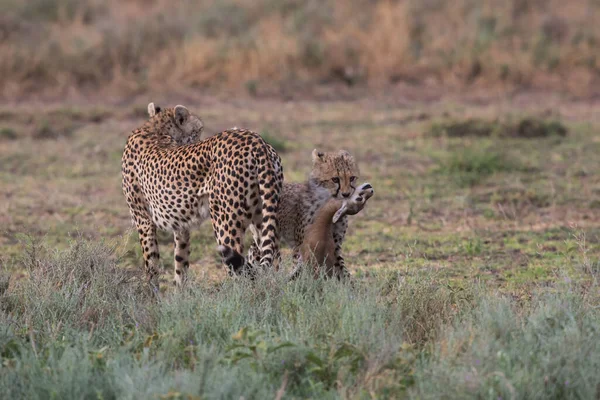 Young Cheetash Hunting Thomson Gazelle Good Pictures Wildlife Photos Made — Stock Photo, Image