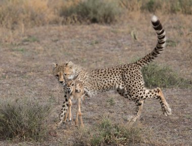 Genç çita, Thompson 'ın ceylanını avlıyor. Vahşi yaşamın güzel bir fotoğrafı bu. Kısa mesafe ve mükemmel ışıkla yapılmış fotoğraflar.