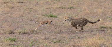 Genç çita, Thompson 'ın ceylanını avlıyor. Vahşi yaşamın güzel bir fotoğrafı bu. Kısa mesafe ve mükemmel ışıkla yapılmış fotoğraflar.