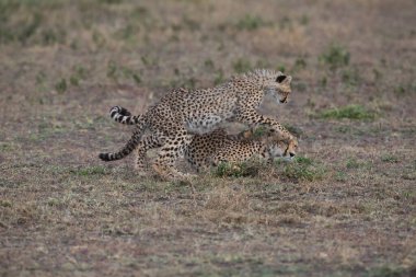 Genç çitalar doğal ortamlarında.