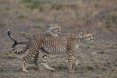 Genç çitalar doğal ortamlarında.