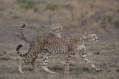 Genç çitalar doğal ortamlarında.