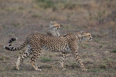 Genç çitalar doğal ortamlarında.