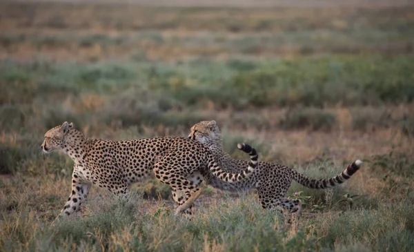 Jonge Cheeta Jaagt Thomson Gazelle Het Zijn Goede Foto Van — Stockfoto