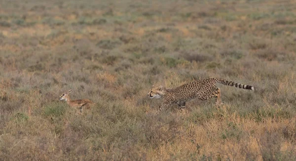 Young Cheetah Hunting Thomson Gazelle Good Pictures Wildlife Photos Made — Stock Photo, Image