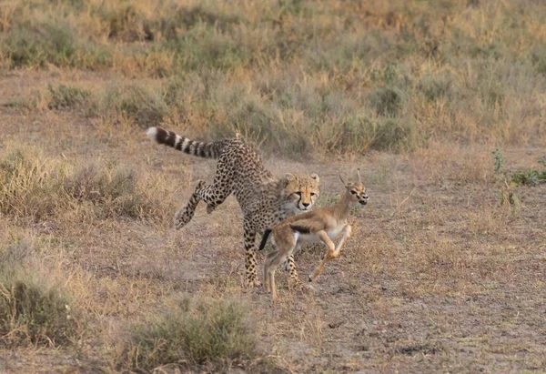 Jonge Cheeta Jaagt Thomson Gazelle Het Zijn Goede Foto Van — Stockfoto