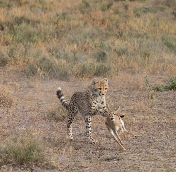 若いチーターはトムソンのガゼルで狩りをしている それは野生動物の良い写真です 短い距離と優れた光で作られた写真 — ストック写真