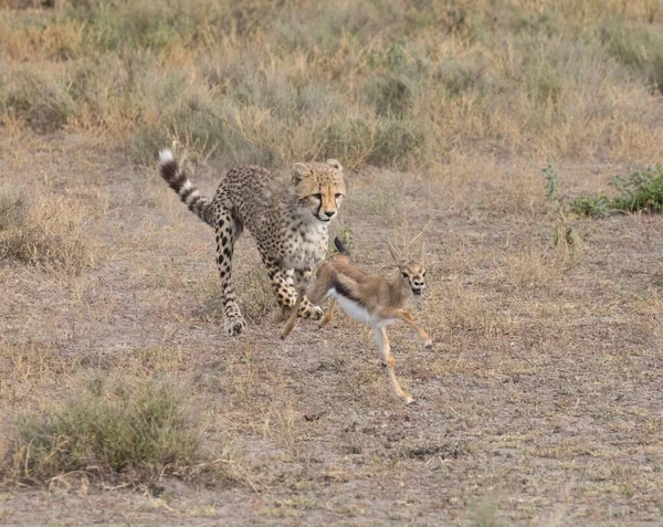小猎豹正在汤姆森的羚羊上捕猎 这是一张野生动物的好照片 距离短 光线好的照片 — 图库照片