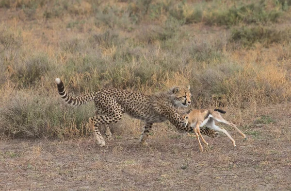 치타가 가젤에서 사냥중입니다 그것은 동물의 사진이다 거리와 뛰어난 빛으로 사진들 — 스톡 사진