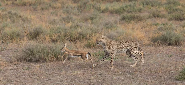 Young Cheetah Está Cazando Gacela Thompson Una Buena Imagen Vida — Foto de Stock