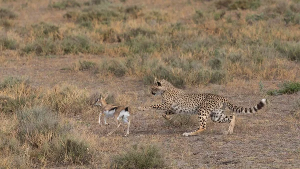 Young Cheetah Hunting Thomson Gazelle Good Pictures Wildlife Photos Made — Stock Photo, Image