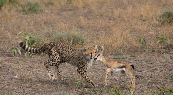 若いチーターはトムソンのガゼルで狩りをしている それは野生動物の良い写真です 短い距離と優れた光で作られた写真 — ストック写真