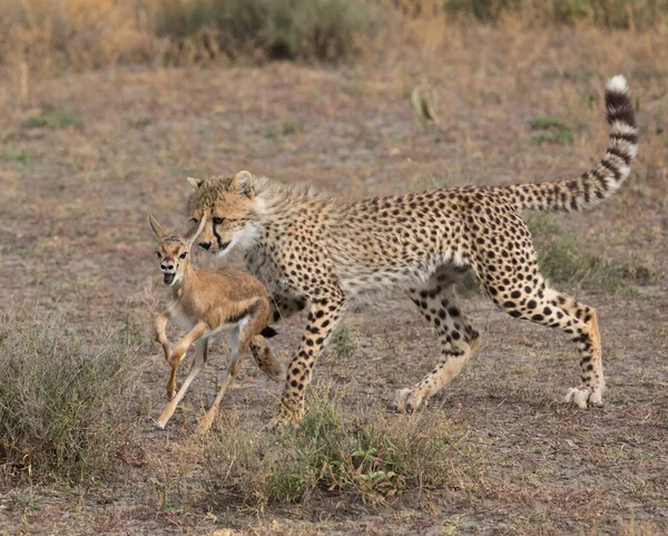 Jeune Guépard Chasse Sur Gazelle Thomas Est Une Bonne Image — Photo