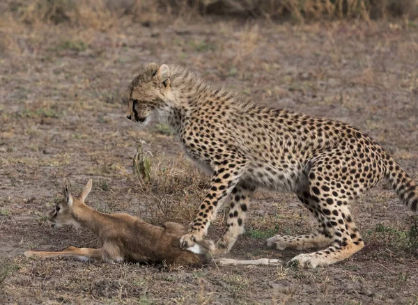 Young Cheetah Está Cazando Gacela Thompson Una Buena Imagen Vida —  Fotos de Stock