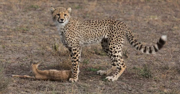 Young Cheetah Está Cazando Gacela Thompson Una Buena Imagen Vida —  Fotos de Stock