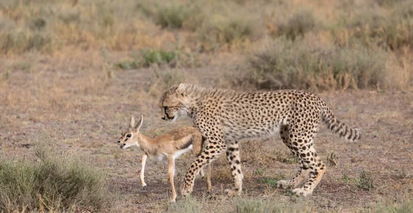 Young Cheetah Está Cazando Gacela Thompson Una Buena Imagen Vida — Foto de Stock