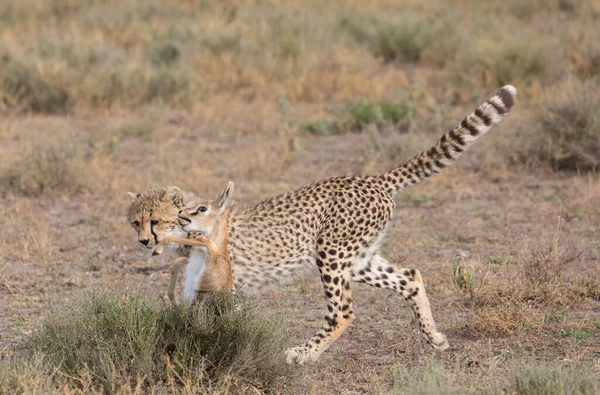 Jeune Guépard Chasse Sur Gazelle Thomas Est Une Bonne Image — Photo