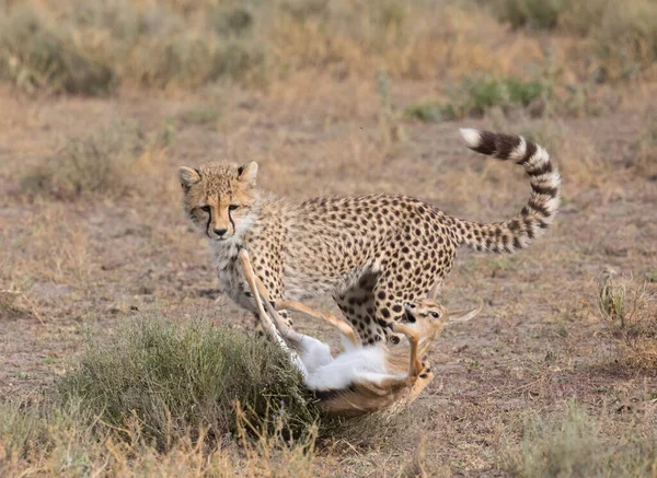 Young Cheetah Está Cazando Gacela Thompson Una Buena Imagen Vida — Foto de Stock