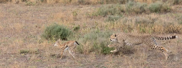 Jonge Cheeta Jaagt Thomson Gazelle Het Zijn Goede Foto Van — Stockfoto