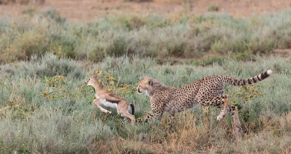 若いチーターはトムソンのガゼルで狩りをしている それは野生動物の良い写真です 短い距離と優れた光で作られた写真 — ストック写真