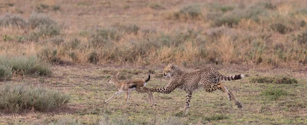 치타가 가젤에서 사냥중입니다 그것은 동물의 사진이다 거리와 뛰어난 빛으로 사진들 — 스톡 사진