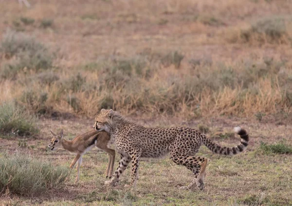 Young Cheetah Está Cazando Gacela Thompson Una Buena Imagen Vida — Foto de Stock