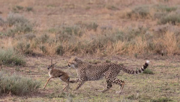 Jeune Guépard Chasse Sur Gazelle Thomas Est Une Bonne Image — Photo