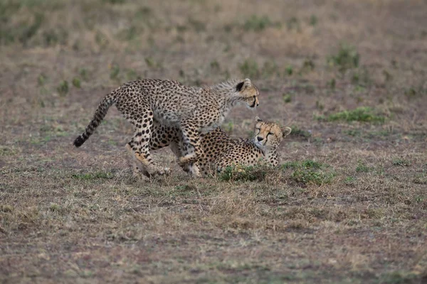Młode Gepardy Ich Naturalnym Środowisku — Zdjęcie stockowe