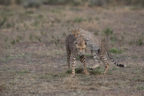 Giovani Ghepardi Nel Loro Habitat Naturale — Foto Stock