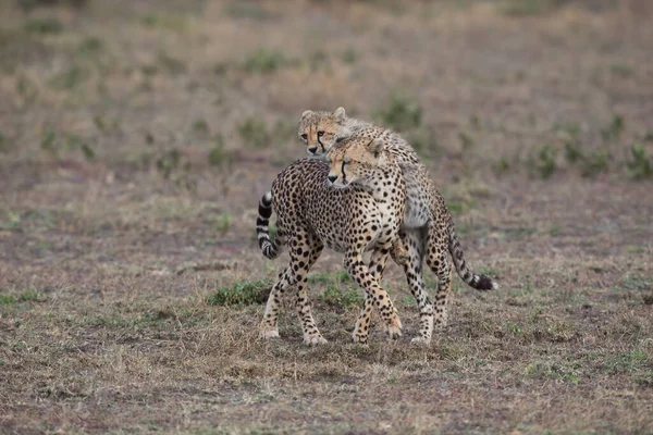 Giovani Ghepardi Nel Loro Habitat Naturale — Foto Stock