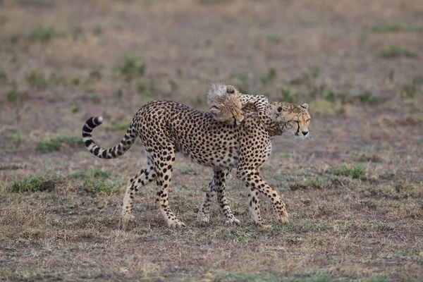 幼小的猎豹生活在自然栖息地 — 图库照片