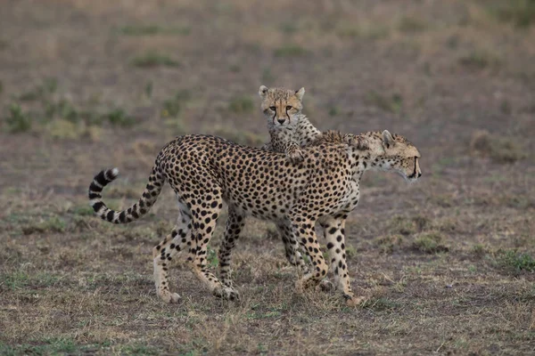 Les Jeunes Guépards Dans Leur Habitat Naturel — Photo