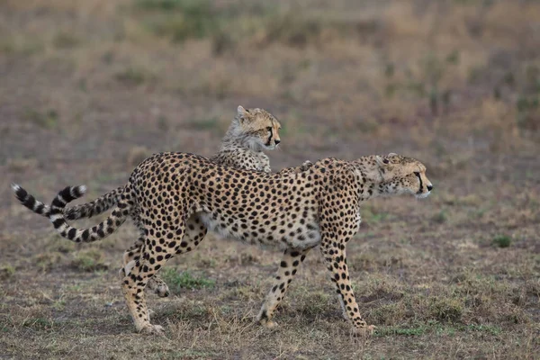 Giovani Ghepardi Nel Loro Habitat Naturale — Foto Stock