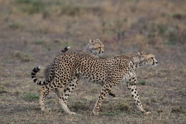 Les Jeunes Guépards Dans Leur Habitat Naturel — Photo