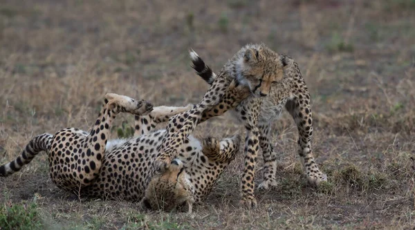 Giovani Ghepardi Nel Loro Habitat Naturale — Foto Stock