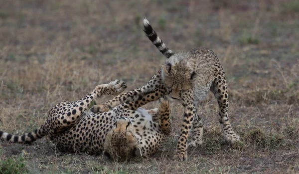 Giovani Ghepardi Nel Loro Habitat Naturale — Foto Stock