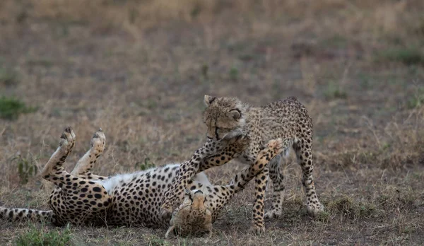 Молоді Гепарди Природному Середовищі Проживання — стокове фото