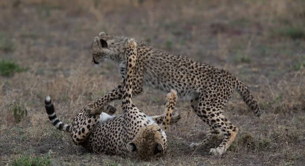 Молодые Гепарды Естественной Среде Обитания — стоковое фото