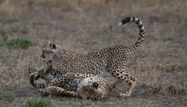 Giovani Ghepardi Nel Loro Habitat Naturale — Foto Stock