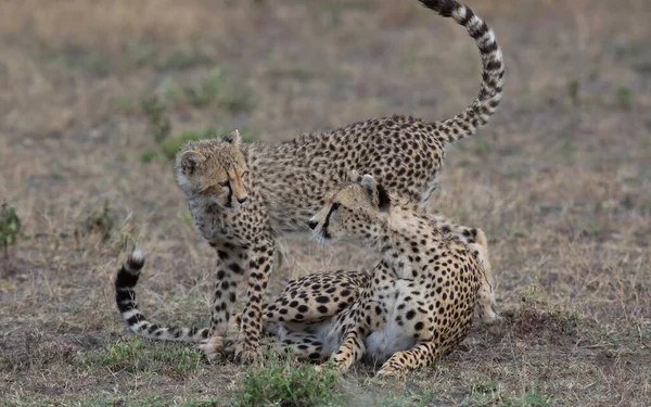 Young Cheetahs Natural Habitat — Stock Photo, Image