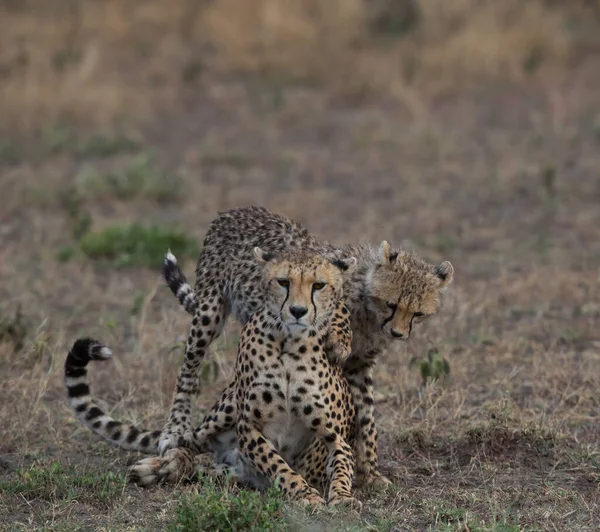 Nuoret Gepardit Luonnollisessa Elinympäristössään — kuvapankkivalokuva