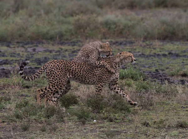 Giovani Ghepardi Nel Loro Habitat Naturale — Foto Stock