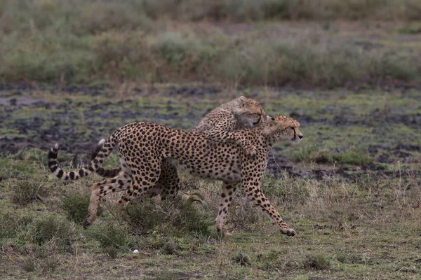 Giovani Ghepardi Nel Loro Habitat Naturale — Foto Stock