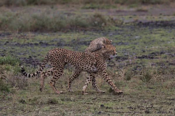 Les Jeunes Guépards Dans Leur Habitat Naturel — Photo