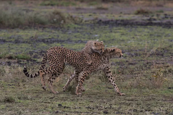 Giovani Ghepardi Nel Loro Habitat Naturale — Foto Stock