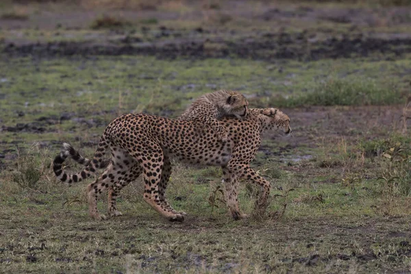 Jonge Cheeta Hun Natuurlijke Habitat — Stockfoto
