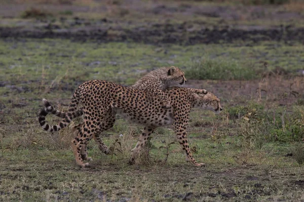 Mladí Gepardi Svém Přirozeném Prostředí — Stock fotografie