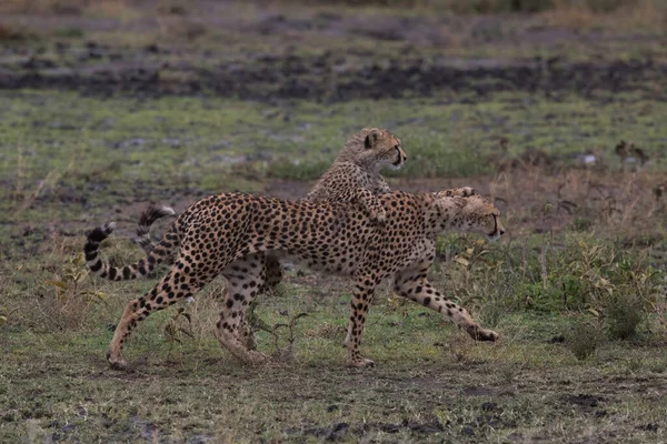 Les Jeunes Guépards Dans Leur Habitat Naturel — Photo