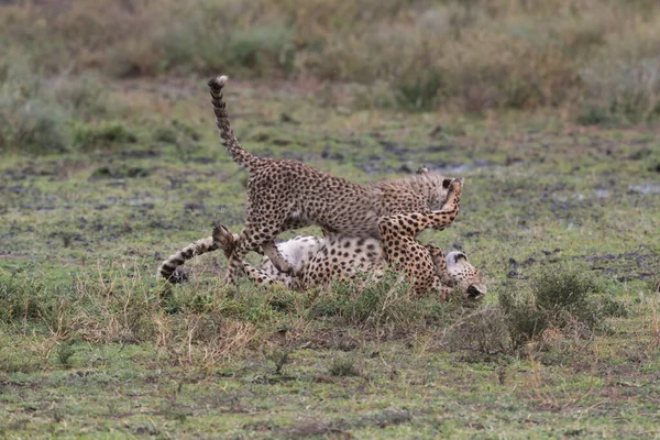 Młode Gepardy Ich Naturalnym Środowisku — Zdjęcie stockowe